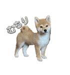 キングトロイ（個別スタンプ：25）