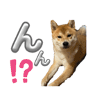 キングトロイ（個別スタンプ：28）