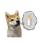 キングトロイ（個別スタンプ：33）