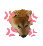 キングトロイ（個別スタンプ：34）