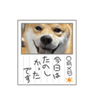 キングトロイ（個別スタンプ：39）