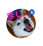 みんなと一緒 25（個別スタンプ：4）