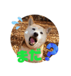 みんなと一緒 25（個別スタンプ：12）