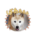 みんなと一緒 25（個別スタンプ：13）