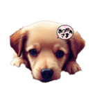 可愛い犬cute dog（個別スタンプ：1）