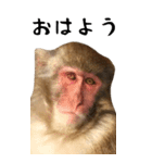 お猿のBIGスタンプ（個別スタンプ：1）
