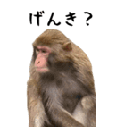 お猿のBIGスタンプ（個別スタンプ：2）