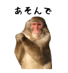 お猿のBIGスタンプ（個別スタンプ：5）