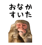 お猿のBIGスタンプ（個別スタンプ：6）