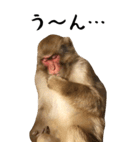 お猿のBIGスタンプ（個別スタンプ：7）