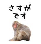 お猿のBIGスタンプ（個別スタンプ：14）