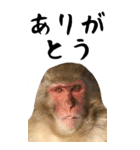 お猿のBIGスタンプ（個別スタンプ：16）
