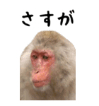 お猿のBIGスタンプ（個別スタンプ：18）