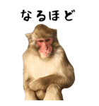 お猿のBIGスタンプ（個別スタンプ：19）