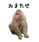 お猿のBIGスタンプ（個別スタンプ：21）