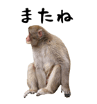 お猿のBIGスタンプ（個別スタンプ：24）