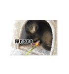 うちのロシアンブルースタンプ（個別スタンプ：15）