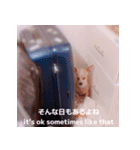 気持ちを表現するスタンプ 〜ちわわ〜（個別スタンプ：21）