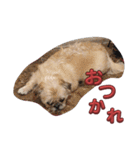 パグズーのちょび（個別スタンプ：7）