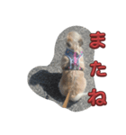 パグズーのちょび（個別スタンプ：8）