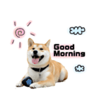 実写 柴犬 めんまver.2（個別スタンプ：1）