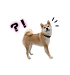 実写 柴犬 めんまver.2（個別スタンプ：3）