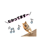 実写 柴犬 めんまver.2（個別スタンプ：4）