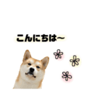 実写 柴犬 めんまver.2（個別スタンプ：5）
