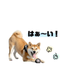 実写 柴犬 めんまver.2（個別スタンプ：6）