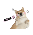 実写 柴犬 めんまver.2（個別スタンプ：7）