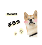 実写 柴犬 めんまver.2（個別スタンプ：9）
