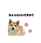 実写 柴犬 めんまver.2（個別スタンプ：10）