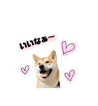 実写 柴犬 めんまver.2（個別スタンプ：11）
