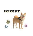 実写 柴犬 めんまver.2（個別スタンプ：12）