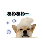 実写 柴犬 めんまver.2（個別スタンプ：13）