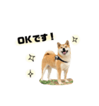 実写 柴犬 めんまver.2（個別スタンプ：14）