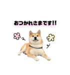 実写 柴犬 めんまver.2（個別スタンプ：15）