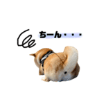実写 柴犬 めんまver.2（個別スタンプ：17）