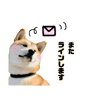 実写 柴犬 めんまver.2（個別スタンプ：18）