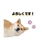 実写 柴犬 めんまver.2（個別スタンプ：19）