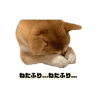 実写 柴犬 めんまver.2（個別スタンプ：20）