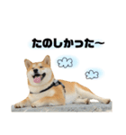 実写 柴犬 めんまver.2（個別スタンプ：21）
