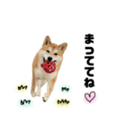 実写 柴犬 めんまver.2（個別スタンプ：22）