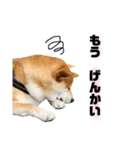 実写 柴犬 めんまver.2（個別スタンプ：23）