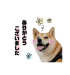 実写 柴犬 めんまver.2（個別スタンプ：24）