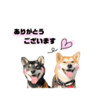 実写 柴犬 めんまver.2（個別スタンプ：25）