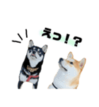 実写 柴犬 めんまver.2（個別スタンプ：26）