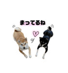 実写 柴犬 めんまver.2（個別スタンプ：27）