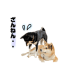 実写 柴犬 めんまver.2（個別スタンプ：28）