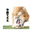 実写 柴犬 めんまver.2（個別スタンプ：29）